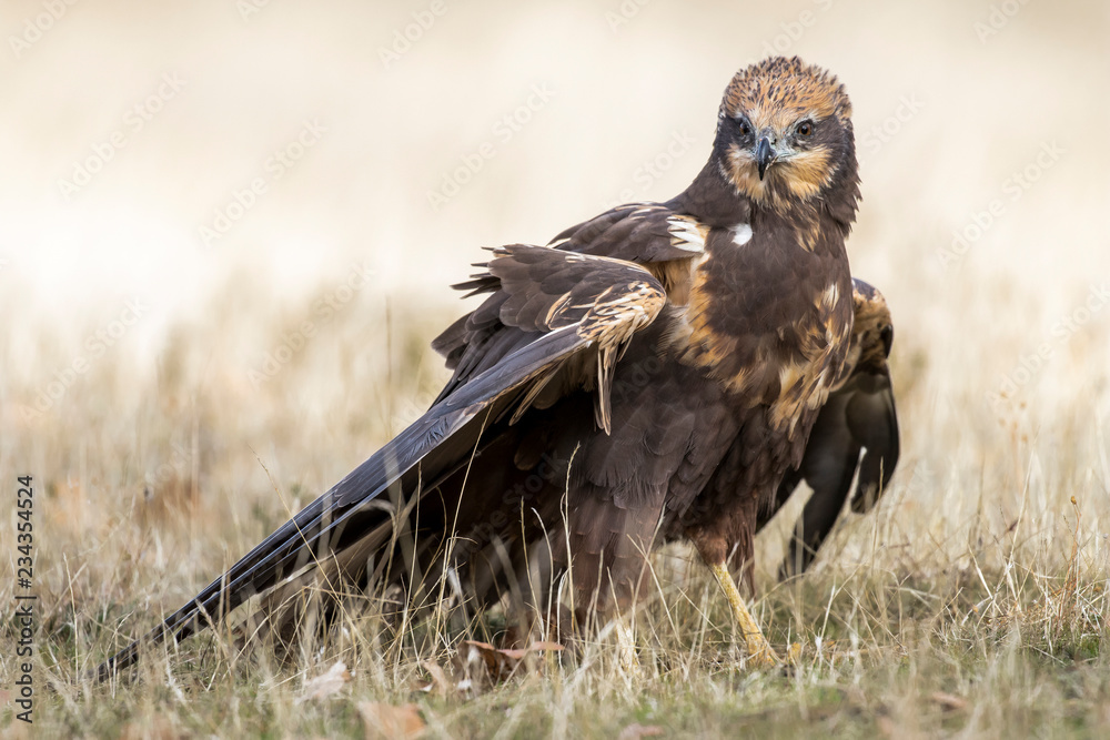 Obraz premium western marsh harrier (Circus aeruginosus)