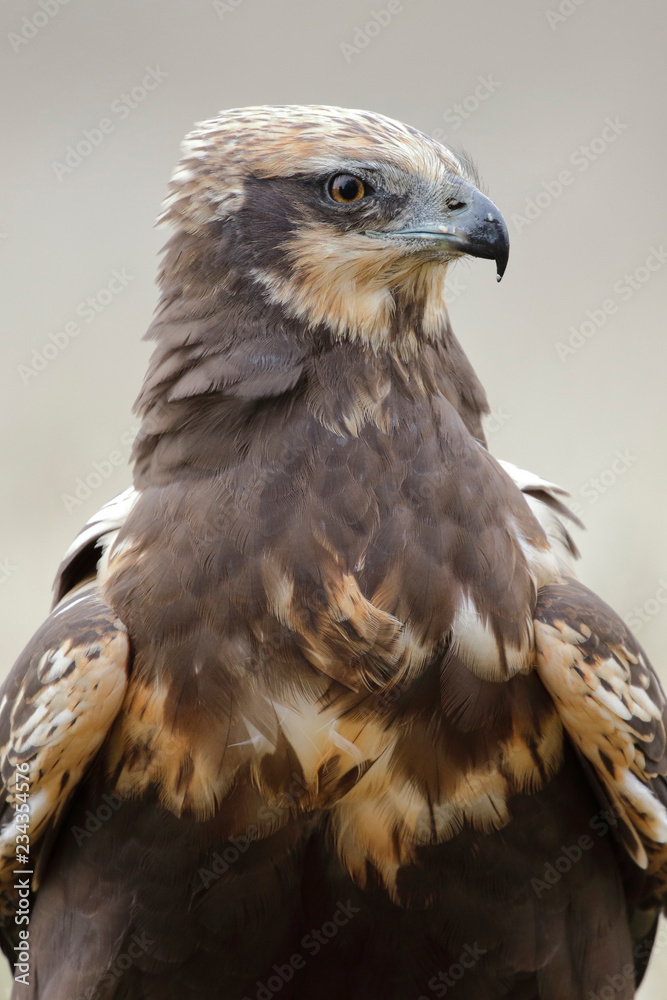 western marsh harrier (Circus aeruginosus) portrait