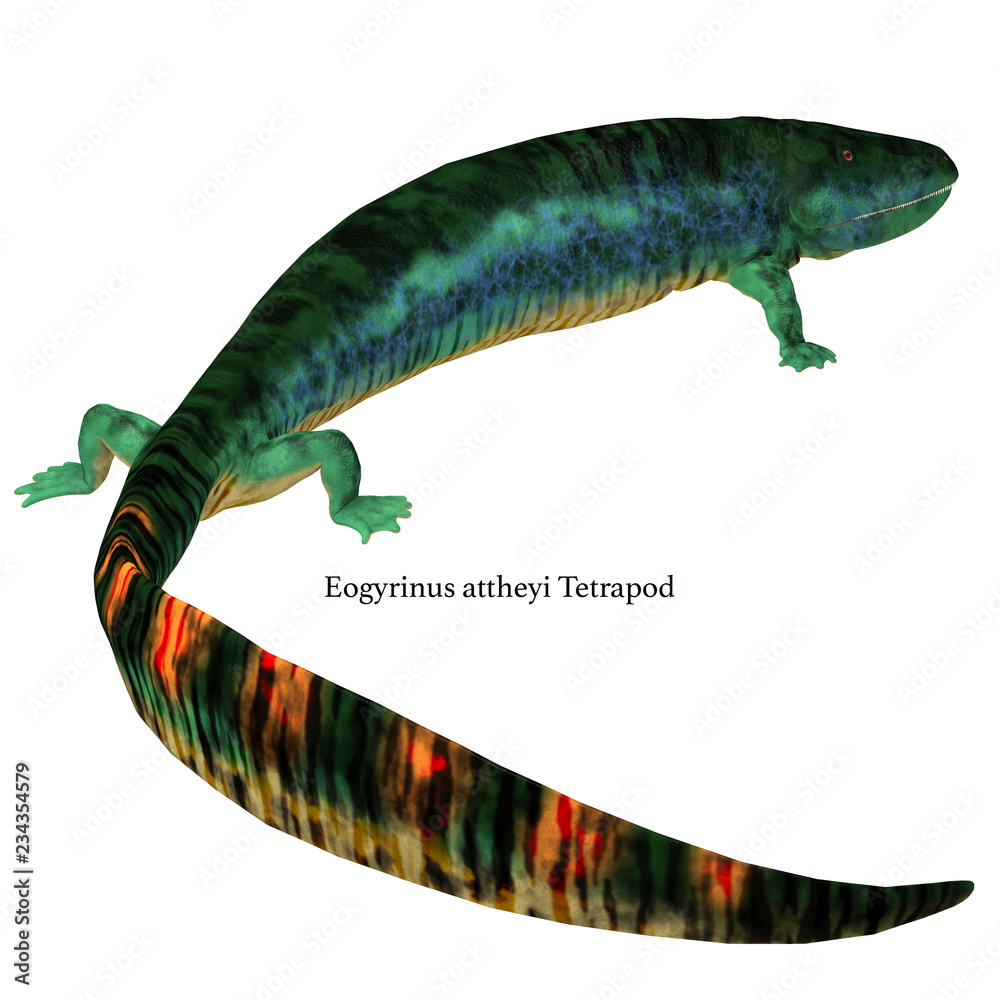 Eogyrinus Tetrapod Tail with Font Eogyrinus was an amphibian tetrapod