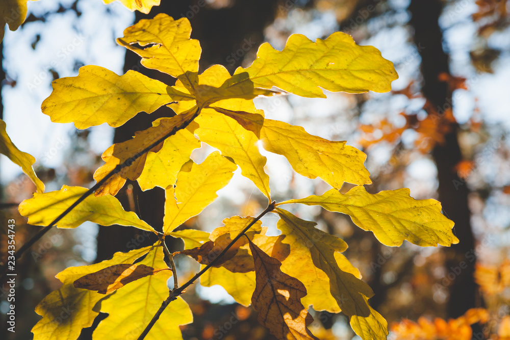 Obraz premium Beautiful autumn leaves at forest