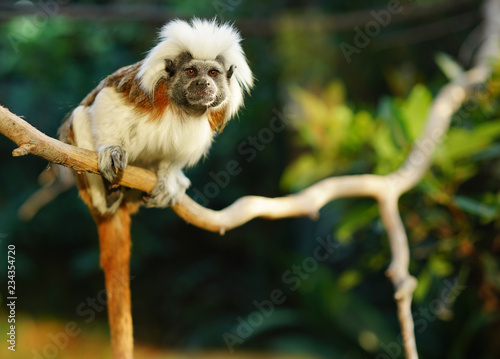 Cotton top tamarin on a branch