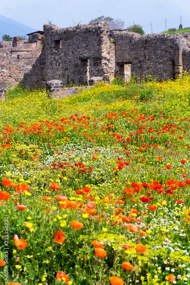 Field of flowers in Pompeii, Italy.