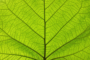 Extreme close up texture of green leaf veins