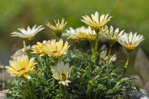 Osteospermum Yellow