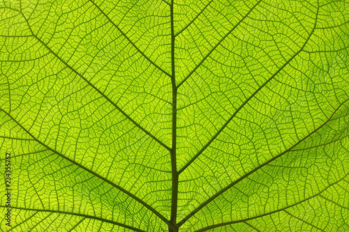 Fotografiet Extreme close up texture of green leaf veins