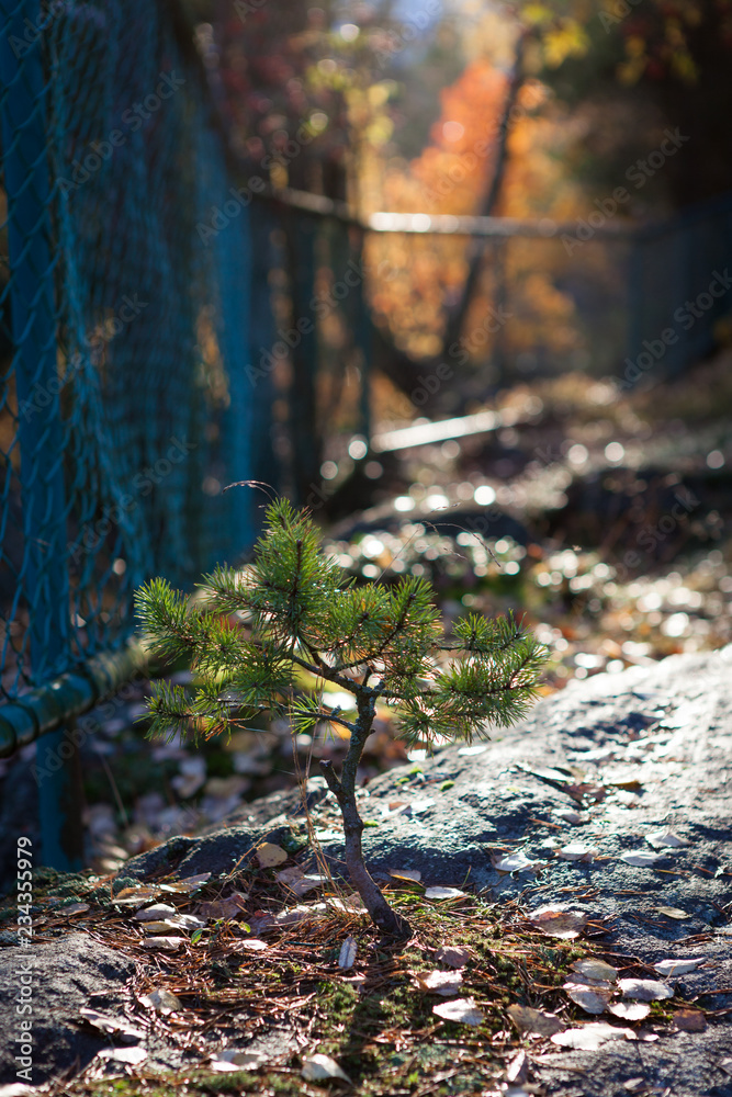 Small pine growing at forest park in sunlight Small pine growing at forest park in sunlight