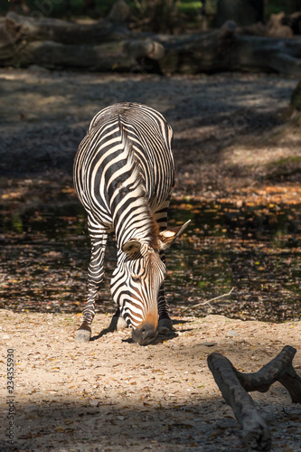 Bergzebra - Hartmann-Bergzebra - Equus zebra hartmannae