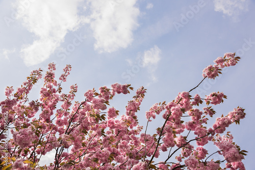 Tableau sur toile Looking up at pink Sakura flowers against blue sky - cherry blossom trees in spr