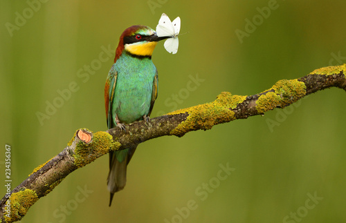 European bee eater (Merops apiaster)