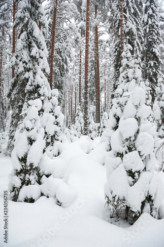 Winter landscape. Snowy boreal forest in Finland.