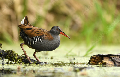 Water Rail (Rallus aquaticus) photo