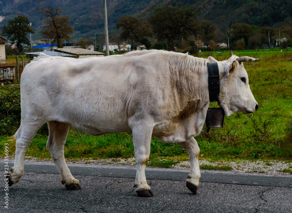white cow in rural environment white cow in rural environment