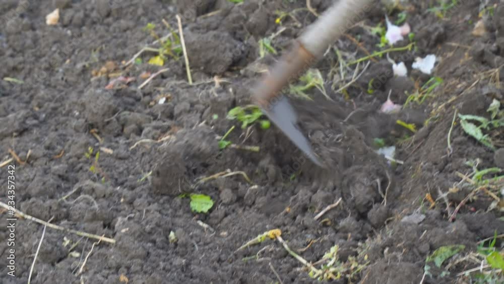 Planting garlic in the garden with hoe Planting garlic in the garden with hoe