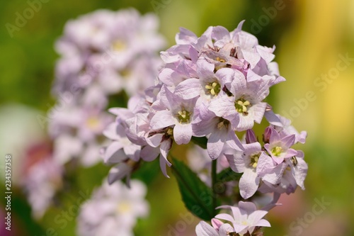 Close up of pink flowers in the garden photo