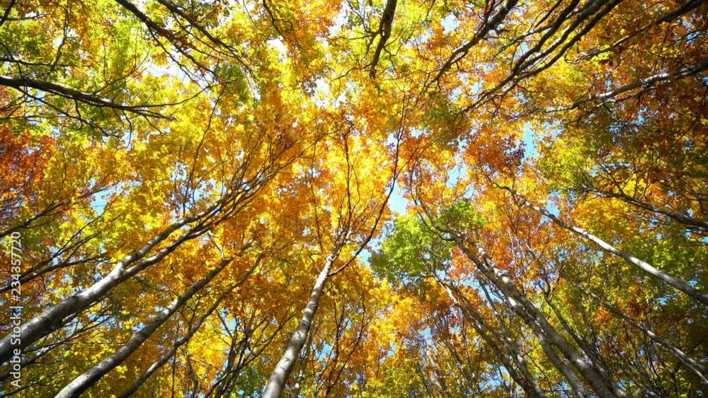 View of maple tree in autumn. Pan shot of beautiful colorful autumn tree tops and leaves swaying in the wind at forest park