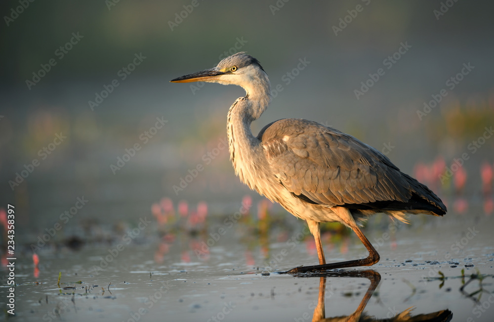 Fototapeta premium Grey heron (Ardea cinerea)