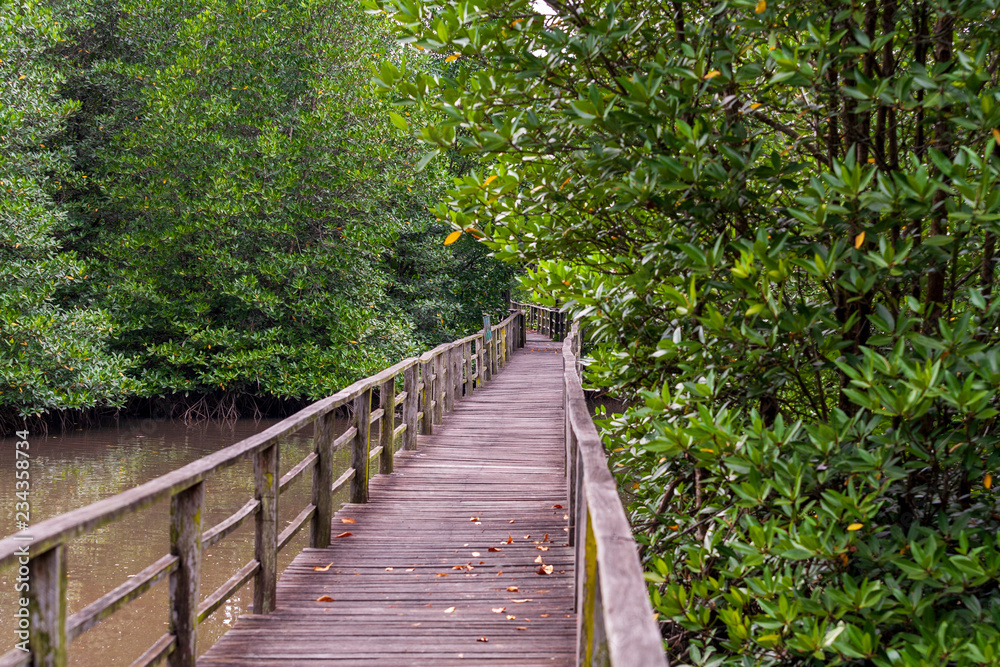 Fototapeta premium Kota Kinabalu Wetland Centre