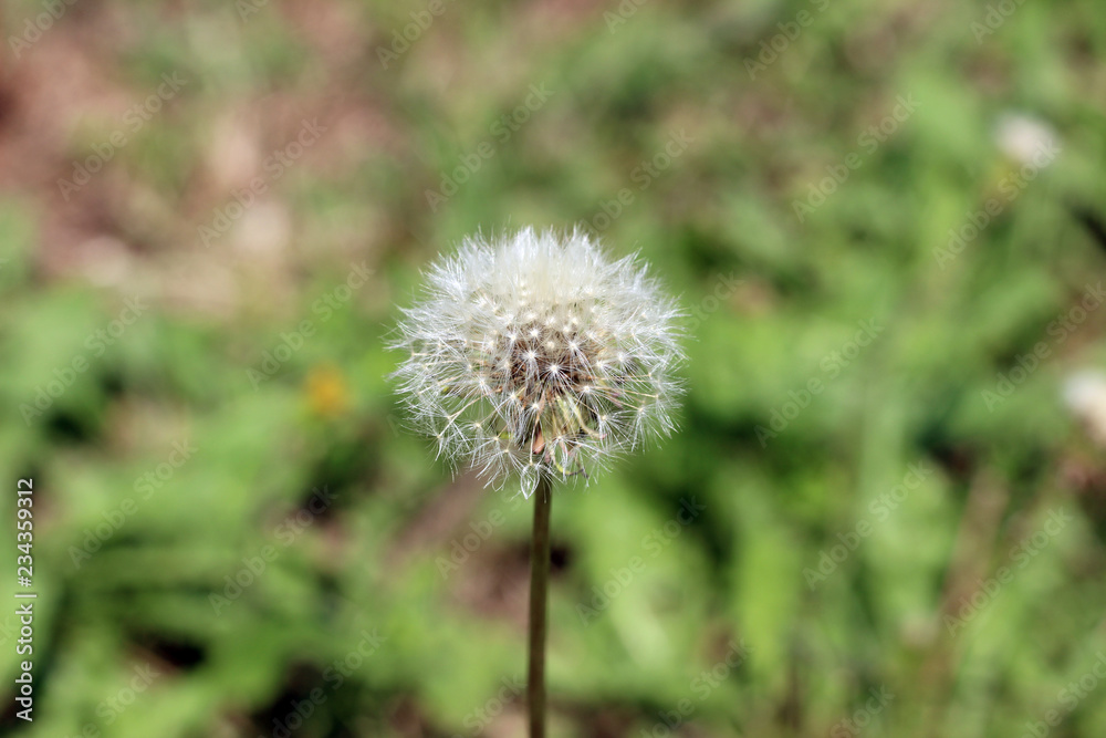 Dandelion taraxacum seed head with blurred background Dandelion taraxacum seed head with blurred background