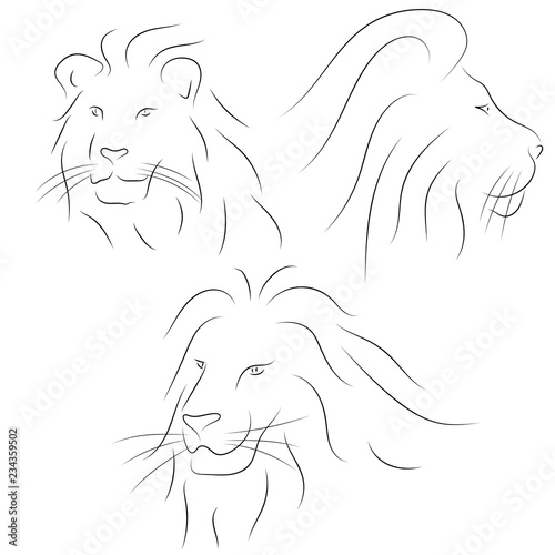 Fototapeta Naklejka Na Ścianę i Meble -  Set of black line lions heads on white background. Sketch style Vector graphic icons animal.