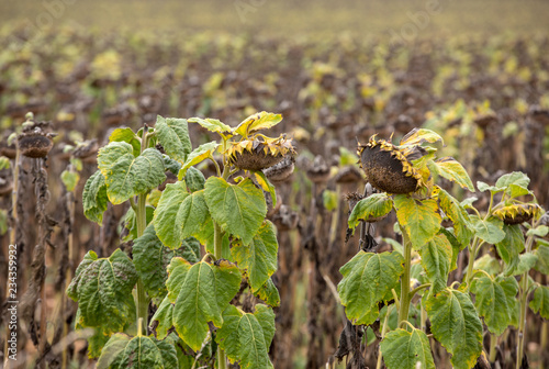Fototapeta Naklejka Na Ścianę i Meble -  Field of drying sunflowers in Aquitaine. France