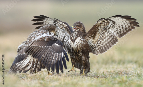 Common buzzards (Buteo buteo) fighting