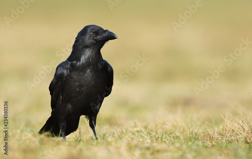 Raven  Corvus corax 