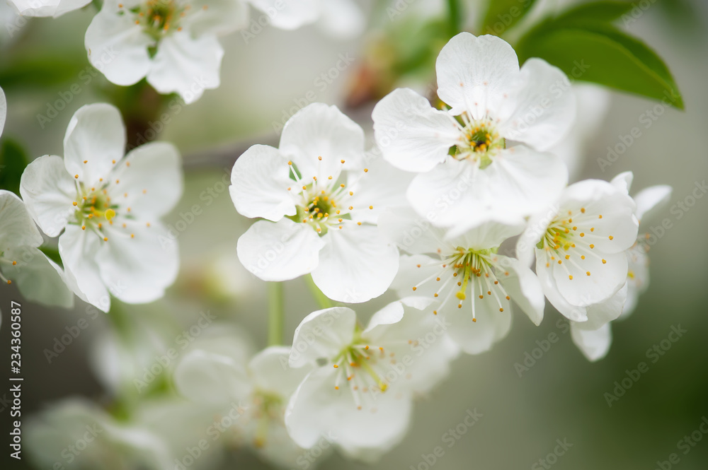 Cherry spring flowers