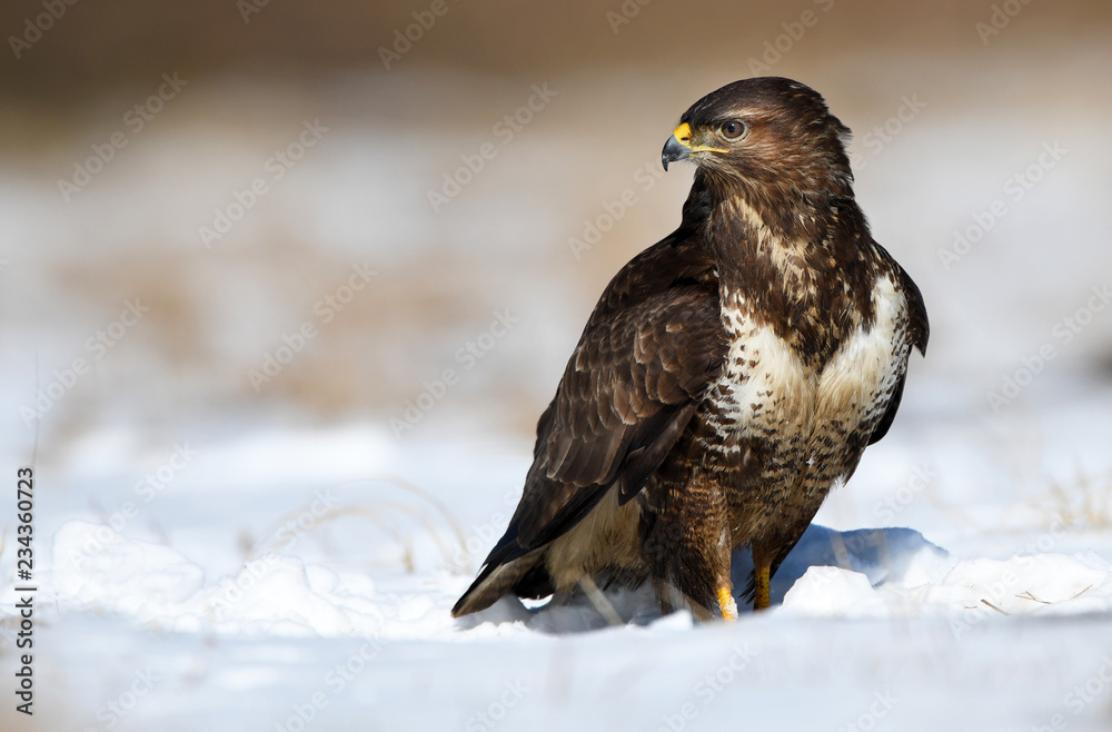 Common buzzards (Buteo buteo)