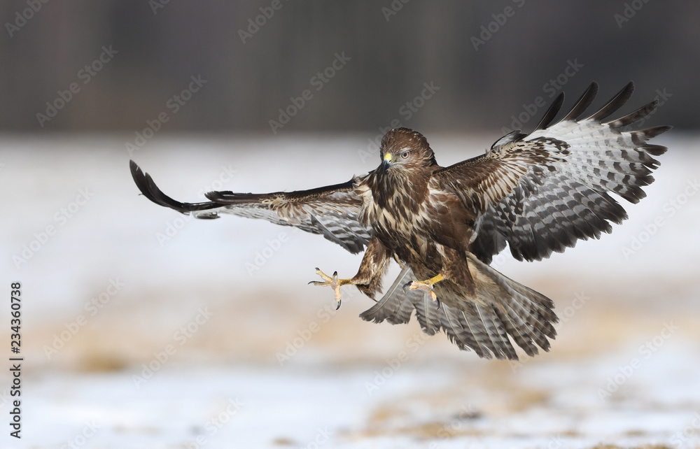 Fototapeta premium Myszołowy zwyczajne (Buteo buteo)