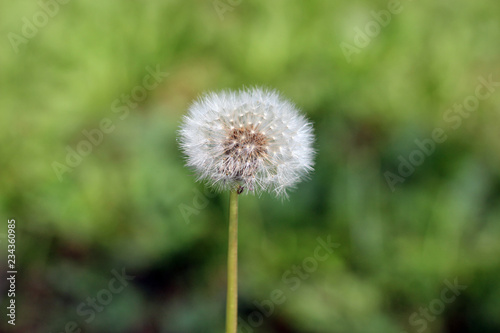 Dandelion taraxacum seed head with blurred background