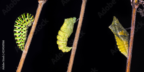 Photography Emerging and metamorphosis of Swallowtail Papilio machaon butterfly