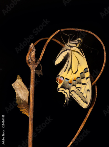 Pupa and Swallowtail Papilio machaon butterfly after metamorphosis photo