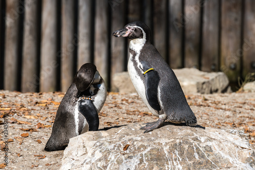 Humboldt-Pinguin - Spheniscus humboldti