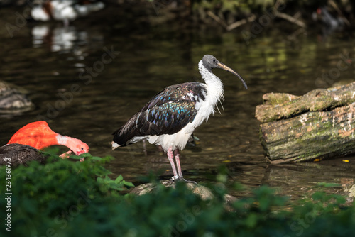 Strohhalsibis - Threskiornis spinicollis