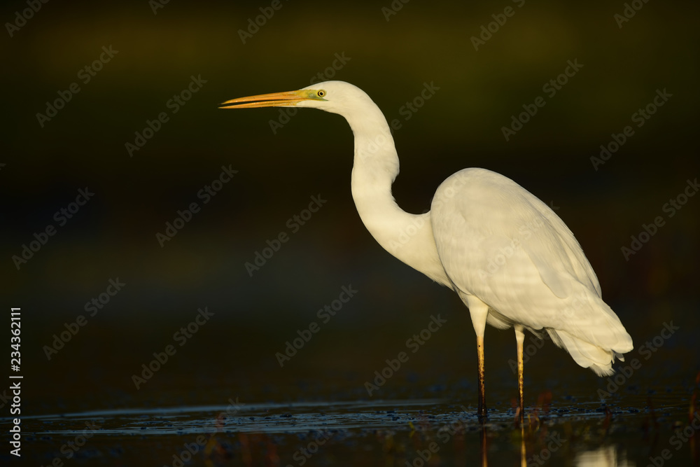 Obraz premium Great white egret (Egretta alba)