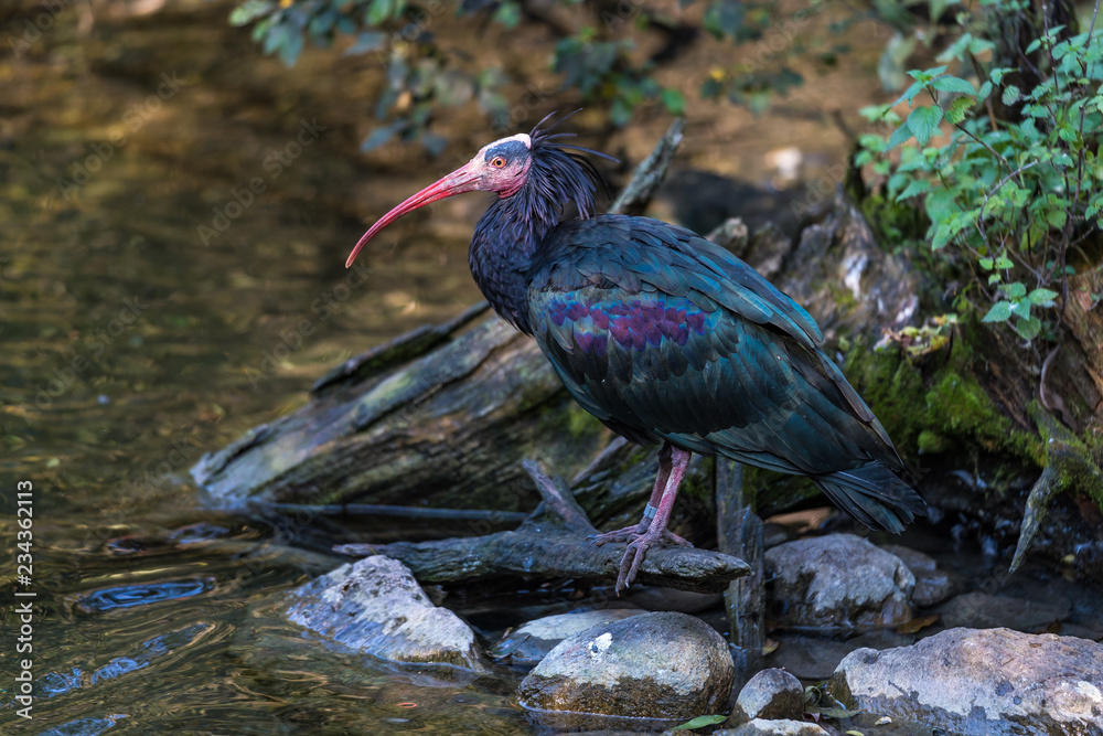 Naklejka premium Waldrapp - Geronticus eremita