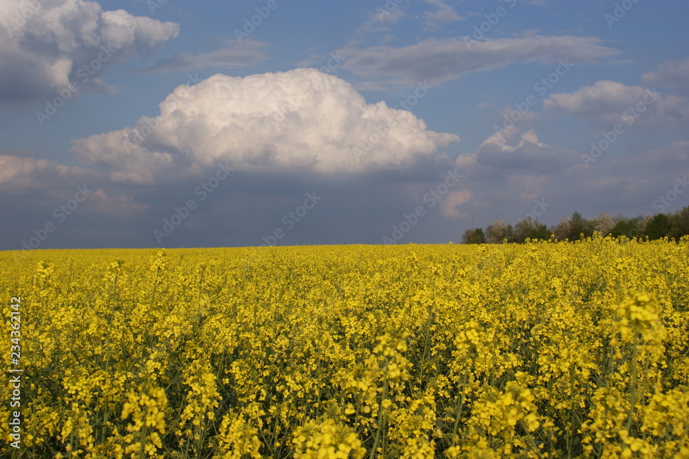 Obraz premium Frühlingserwachen