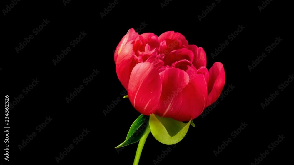 Timelapse of a light pink peony flower blooming on black background Timelapse of a light pink peony flower blooming on black background