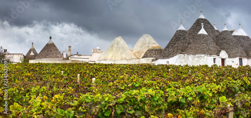 panoramic landscape with vineyard field and trulli houses in Puglia region in Italy