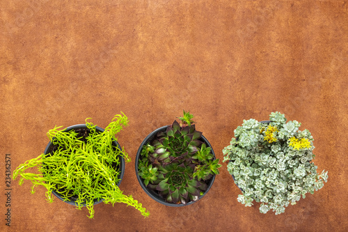 Three green succulent plants on brown leather background