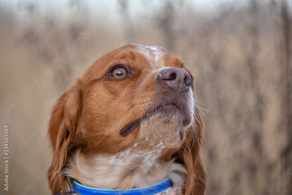 Epagneul Breton, spaniel breton, Brittany Spaniel, Bretonischer Spaniel hunting dog purebred Epagneul Breton looking at the Hunting Lodge