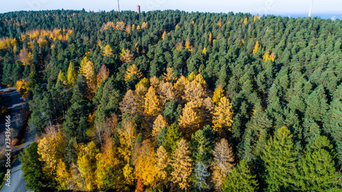 Aerial view of road amidst trees in forest during autumn