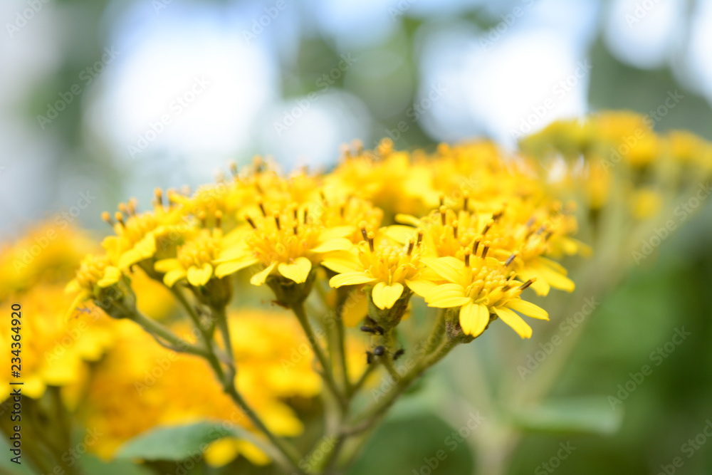 flores flores