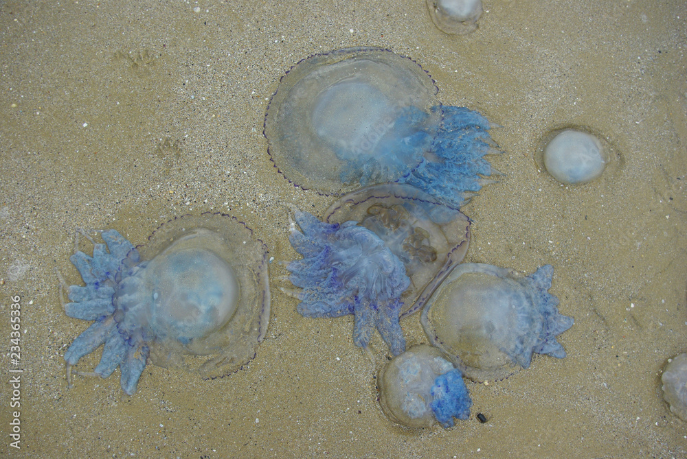 Fototapeta premium Jellyfish in the sand. Seascape