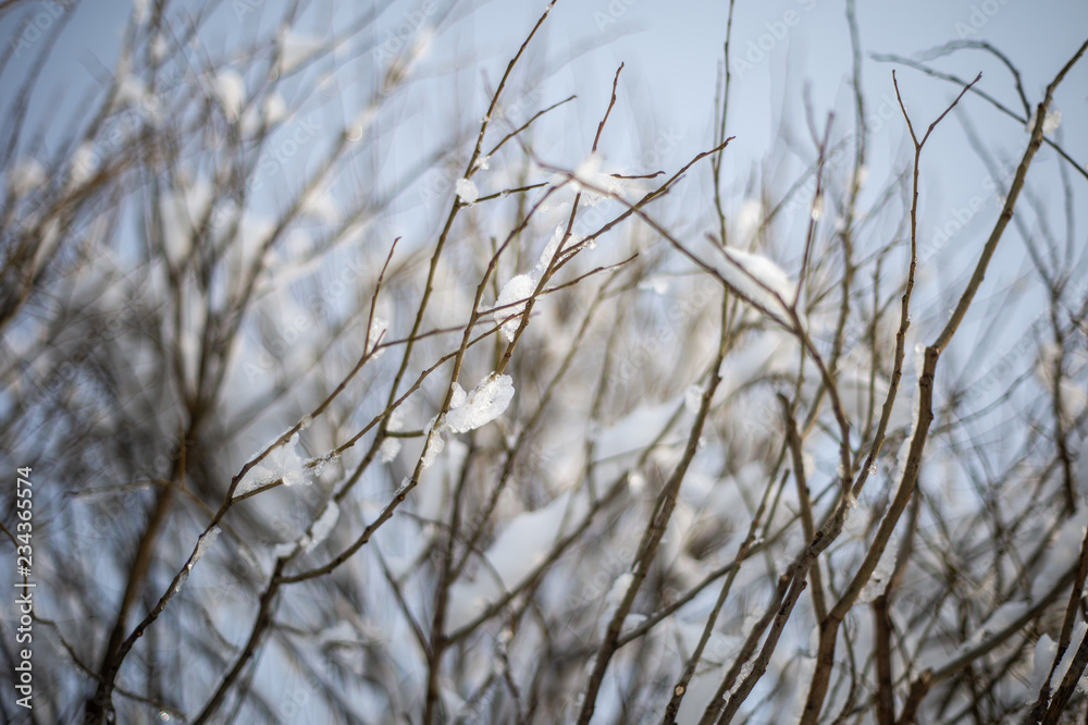 Fototapeta premium background of trees for a double exposure, branches in snow