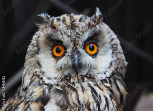 European Owl head