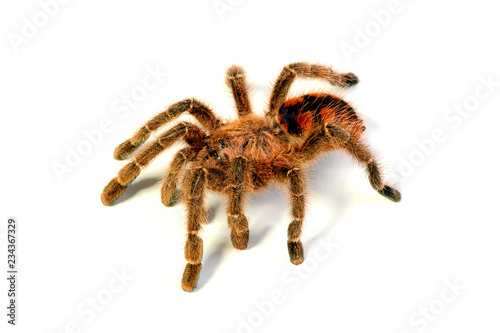 Trotzige Vogelspinne (Avicularia minatrix) - tarantula photo