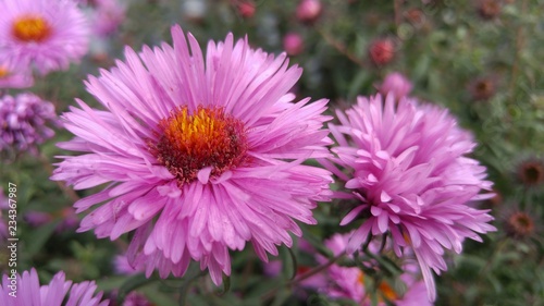 Pink flower in the garden. Colorful crysanthemum on a sunny summer day