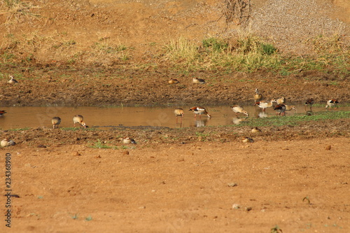 Egyptian goose in South Africa