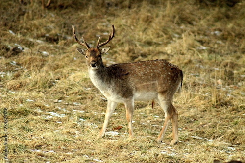 European fallow deer (lat. Dama dama) feeding in a forest glade and observing the environment during the breeding season, in mid-autumn. Great illustration of wildlife ..